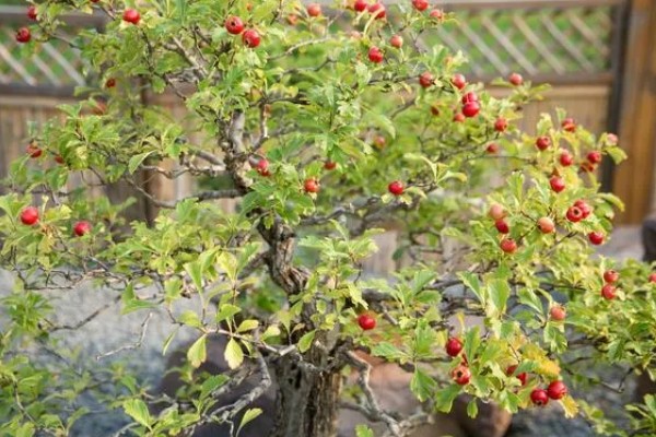 怎么种野山楂，播种前种子用开水烫洗5分钟