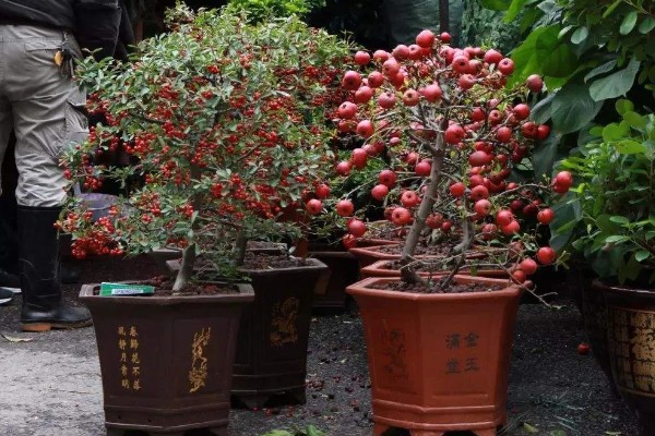 怎么种野山楂，播种前种子用开水烫洗5分钟