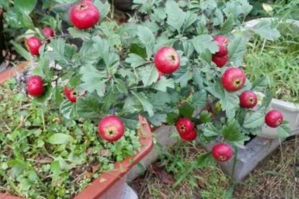 怎么种野山楂，播种前种子用开水烫洗5分钟