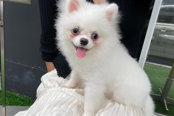 狗能吃柚子吗，狗狗可以吃柚子