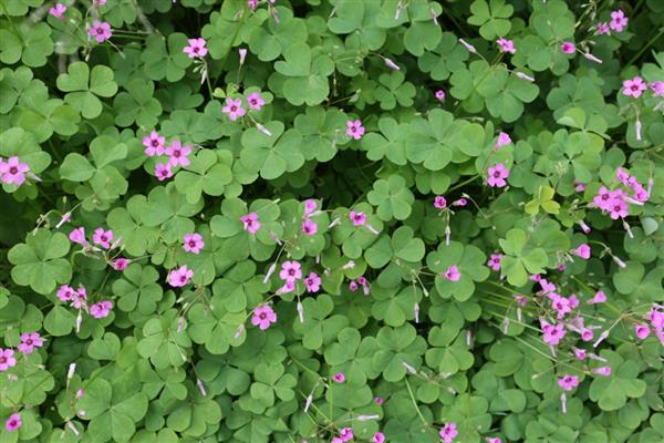 酢浆草的收种方法，果实即将成熟时要套上塑料袋