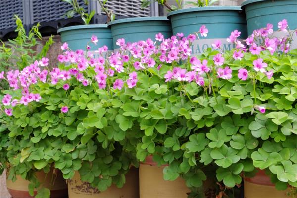 酢浆草的收种方法，果实即将成熟时要套上塑料袋