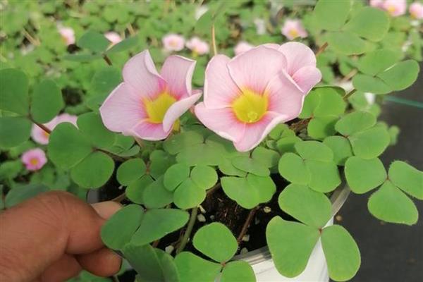 酢浆草的收种方法，果实即将成熟时要套上塑料袋