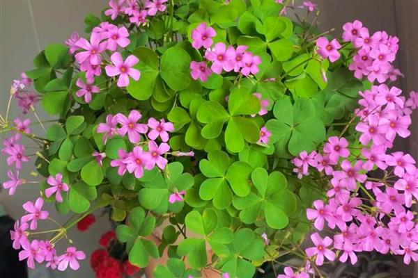 酢浆草的收种方法，果实即将成熟时要套上塑料袋