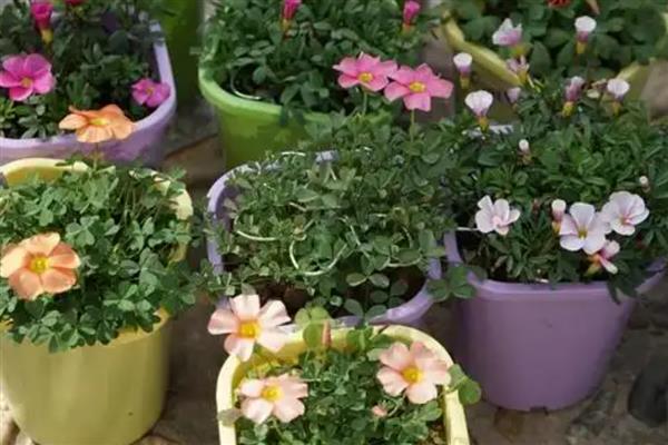 酢浆草的收种方法，果实即将成熟时要套上塑料袋