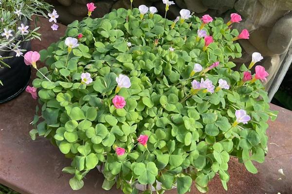 酢浆草的收种方法，果实即将成熟时要套上塑料袋