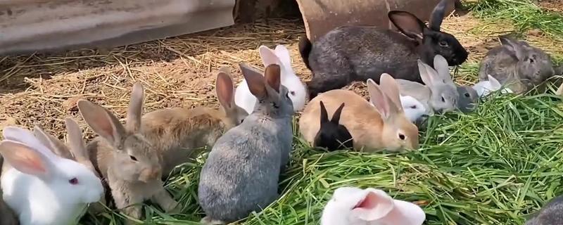 兔子眼睛出现白色粘液的原因，可能是喂食不当、眼睛发炎等因素所致