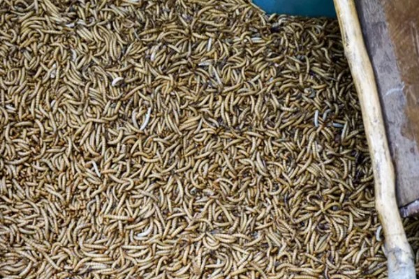 面包虫怎么养殖，养虫箱的温度保持在20-28℃