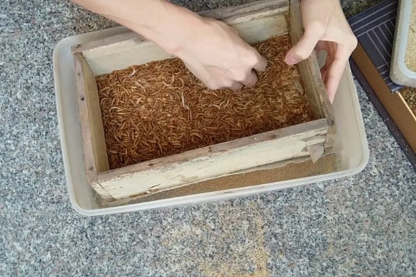 面包虫怎么养殖，养虫箱的温度保持在20-28℃