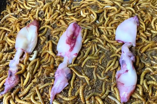 面包虫怎么养殖，养虫箱的温度保持在20-28℃