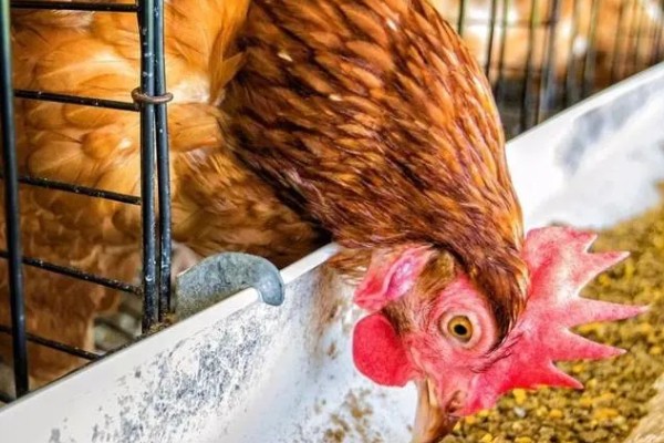 鸡为何吃食少，可能是饲料的适口性较差