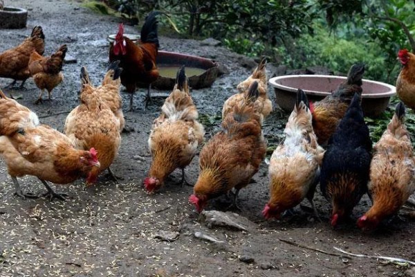 鸡为何吃食少，可能是饲料的适口性较差