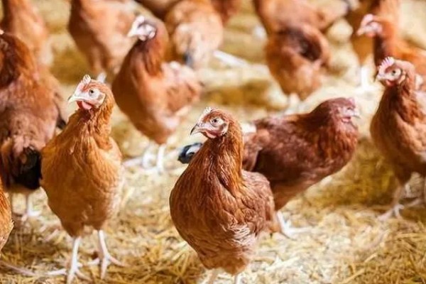 鸡为何吃食少，可能是饲料的适口性较差