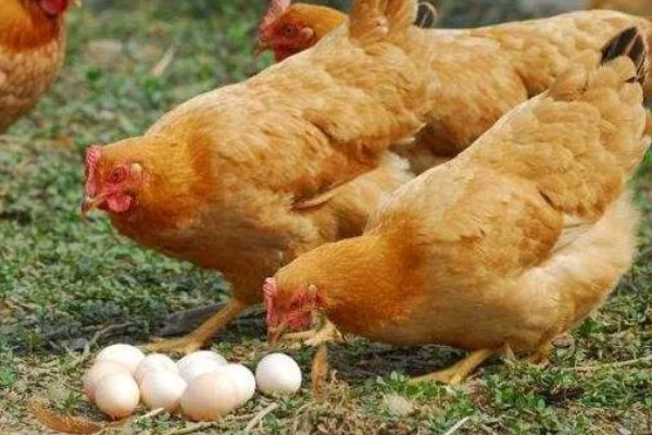 鸡为何吃食少，可能是饲料的适口性较差