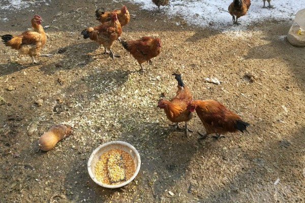 鸡为何吃食少，可能是饲料的适口性较差