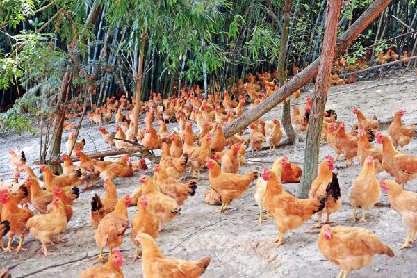 鸡为何吃食少，可能是饲料的适口性较差
