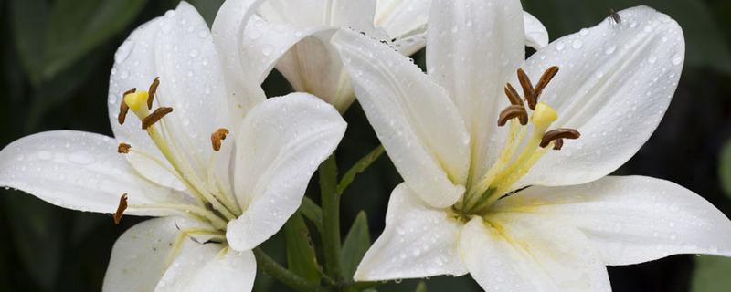 白百合的花语，寓意纯洁庄严、百年好合等