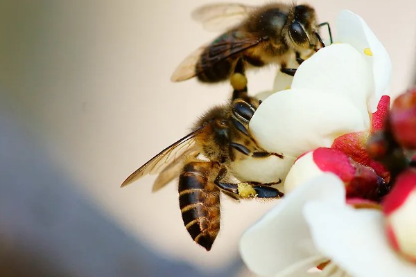 中蜂蜂王出台几天会试飞，要3-4天才认巢和试飞