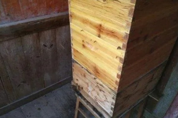 中蜂蜂王出台几天会试飞，要3-4天才认巢和试飞