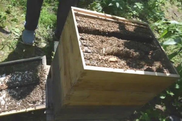 中蜂蜂王出台几天会试飞，要3-4天才认巢和试飞