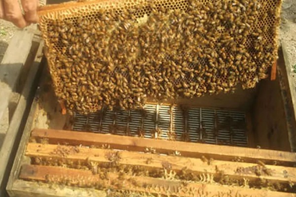 中蜂蜂王出台几天会试飞，要3-4天才认巢和试飞