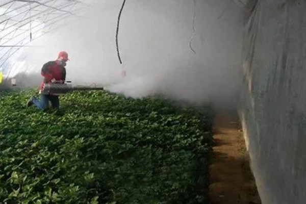 为什么大棚里的草莓要打药，可快速消除病菌