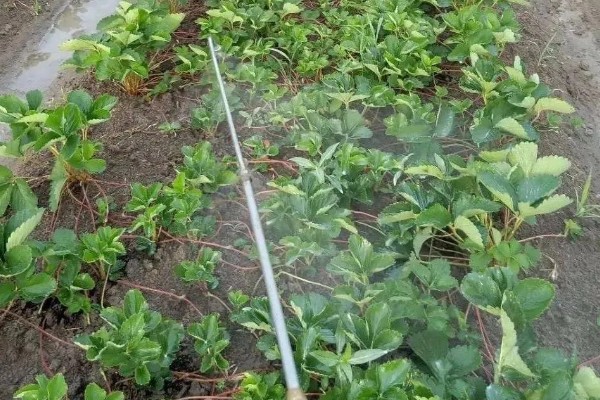 为什么大棚里的草莓要打药，可快速消除病菌