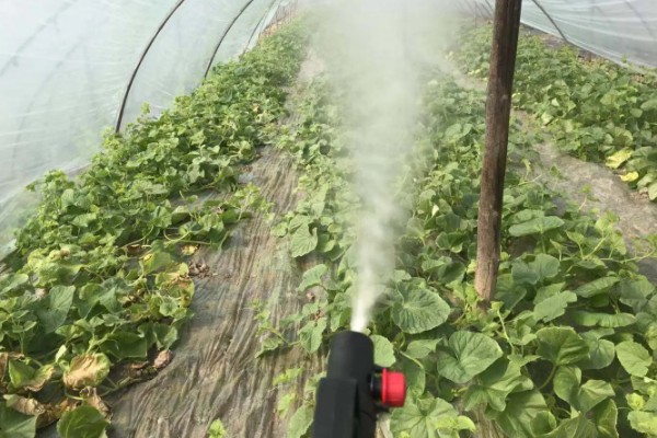 为什么大棚里的草莓要打药，可快速消除病菌