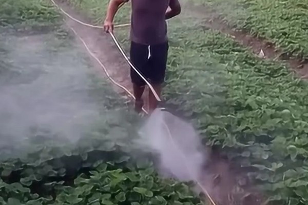 为什么大棚里的草莓要打药，可快速消除病菌