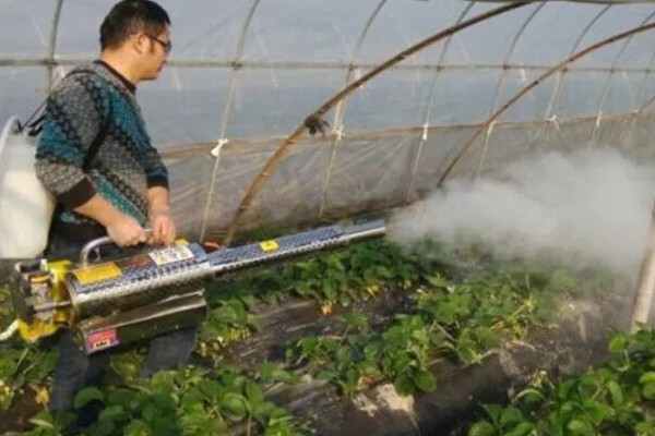 为什么大棚里的草莓要打药，可快速消除病菌
