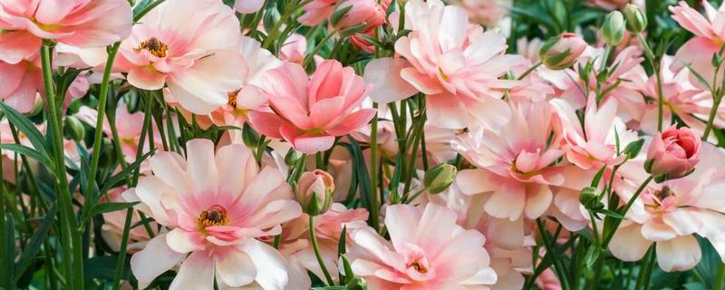 花毛茛的播种方法，播种前需要浸种