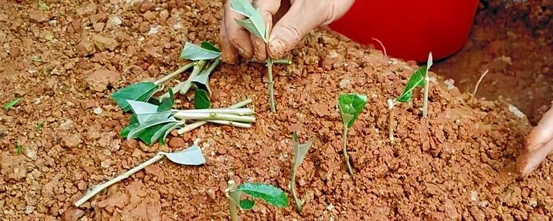 羊奶果怎么繁殖，以播种和扦插为主