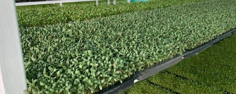 芽苗菜的种植方法，选种后要对种子进行浸泡