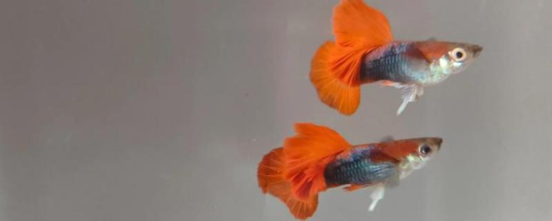孔雀鱼的繁殖要点，水温最好保持在26℃