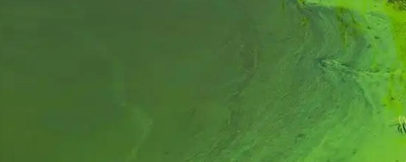 总磷超标的危害，会加速水体的富营养化
