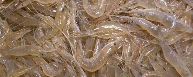白虾苗的品种，常见的有脊尾白虾、秀丽白虾等