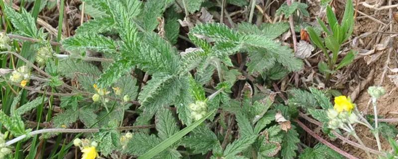 翻白草怎么种植，苗期要做到见草就除