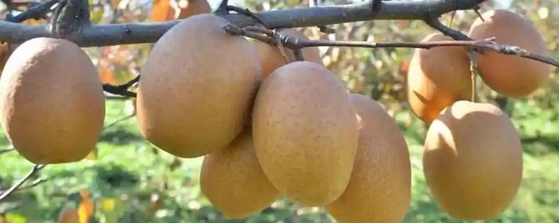 有哪些农业种植好项目，推荐金珠果、花椒等