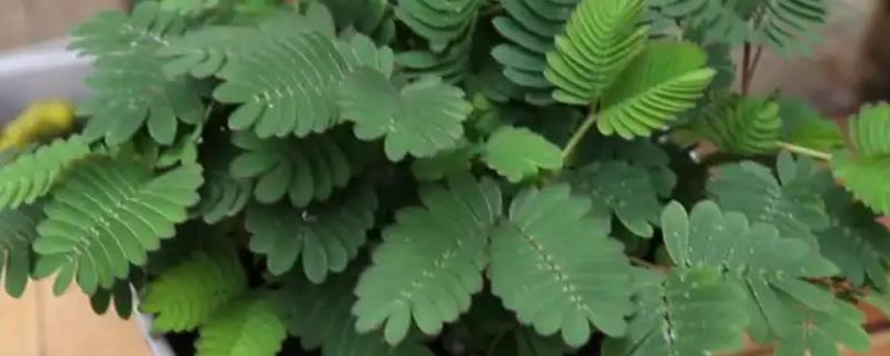 养护含羞草的方法，生长适温20-28℃