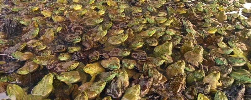 牛蛙生长期间要注意什么，繁殖时要确保雌雄牛蛙的体重达到要求