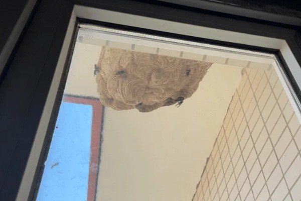 马蜂在窗户角筑巢如何处理,可穿戴防蛰护具捣毁蜂巢