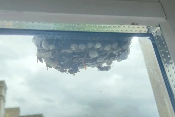 马蜂在窗户角筑巢如何处理,可穿戴防蛰护具捣毁蜂巢