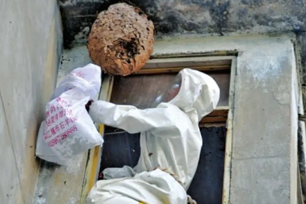 马蜂在窗户角筑巢如何处理,可穿戴防蛰护具捣毁蜂巢