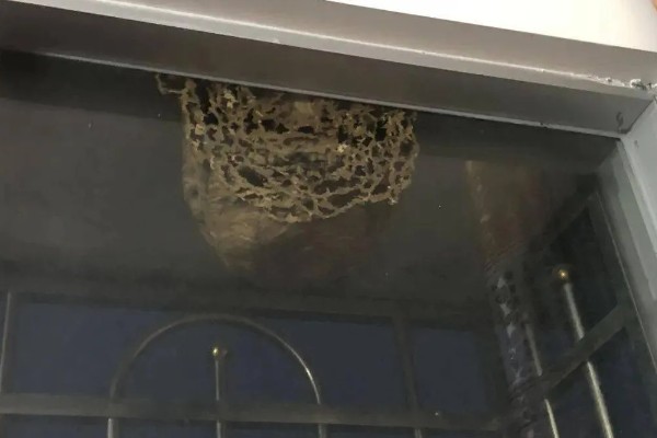 马蜂在窗户角筑巢如何处理,可穿戴防蛰护具捣毁蜂巢