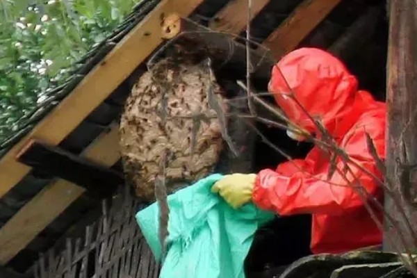马蜂在窗户角筑巢如何处理,可穿戴防蛰护具捣毁蜂巢