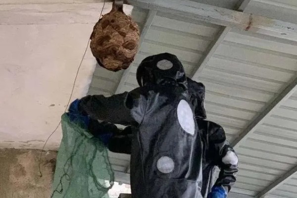 马蜂在窗户角筑巢如何处理,可穿戴防蛰护具捣毁蜂巢