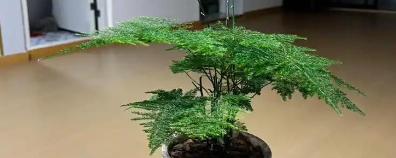 文竹冬天叶子发黄怎么处理，需控制浇水