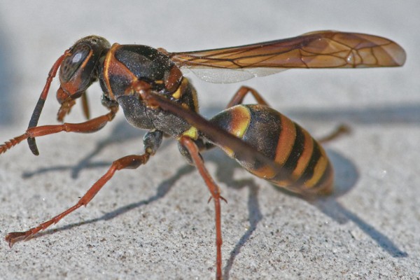 马蜂在窗户角筑巢如何处理,可穿戴防蛰护具捣毁蜂巢