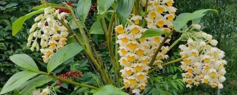 球花石斛出现黄叶的原因，过度浇水、缺少营养都是常见病因