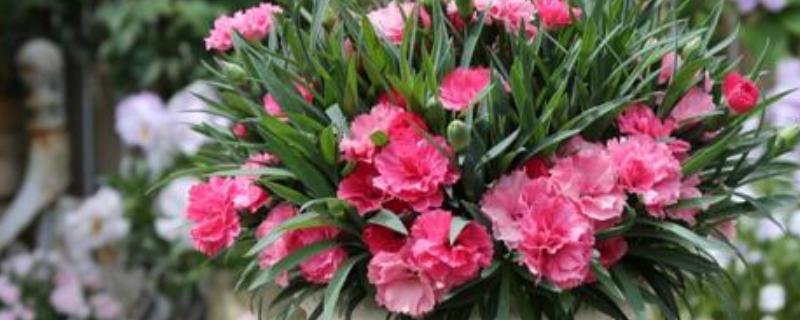 怎么种植康乃馨，生长期每天提供6-8小时的光照